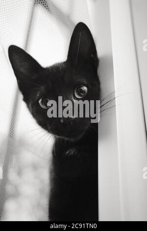 Immagine verticale in scala di grigi di un gatto nero con un carino stare seduto vicino alla finestra Foto Stock