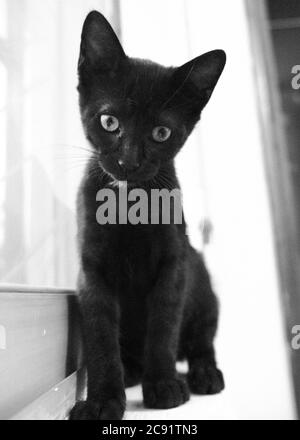 Immagine verticale in scala di grigi di un simpatico gatto nero seduto accanto la finestra Foto Stock
