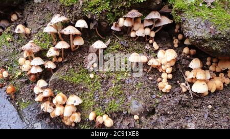 I funghi ottengono DISGUSTOSI SENSO prima che germogliano altri funghi. Interessato a crescere funghi. La Fungicoltura è la coltivazione di funghi e altri funghi Foto Stock