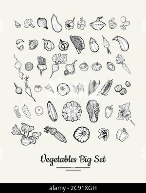 Illustrazione a mano isolata di verdure. Vettore grande set di hipster mano disegnata abbozzato verdure poster vegetariano Illustrazione Vettoriale