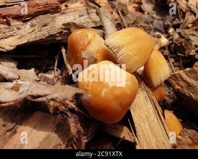 I funghi ottengono DISGUSTOSI SENSO prima che germogliano altri funghi. Interessato a crescere funghi. La Fungicoltura è la coltivazione di funghi e altri funghi Foto Stock