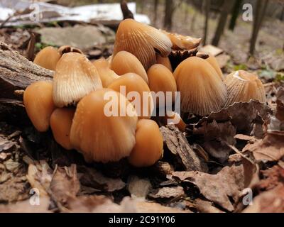 I funghi ottengono DISGUSTOSI SENSO prima che germogliano altri funghi. Interessato a crescere funghi. La Fungicoltura è la coltivazione di funghi e altri funghi Foto Stock