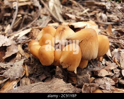 I funghi ottengono DISGUSTOSI SENSO prima che germogliano altri funghi. Interessato a crescere funghi. La Fungicoltura è la coltivazione di funghi e altri funghi Foto Stock