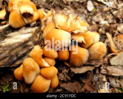 I funghi ottengono DISGUSTOSI SENSO prima che germogliano altri funghi. Interessato a crescere funghi. La Fungicoltura è la coltivazione di funghi e altri funghi Foto Stock