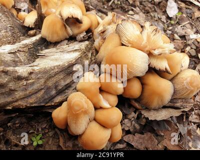 I funghi ottengono DISGUSTOSI SENSO prima che germogliano altri funghi. Interessato a crescere funghi. La Fungicoltura è la coltivazione di funghi e altri funghi Foto Stock