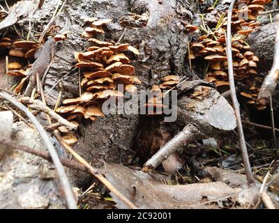 I funghi ottengono DISGUSTOSI SENSO prima che germogliano altri funghi. Interessato a crescere funghi. La Fungicoltura è la coltivazione di funghi e altri funghi Foto Stock