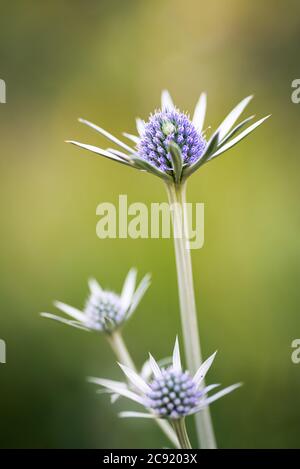 Fiore selvatico viola piuttosto blu, eryngium bourgatii, fiorente in estate a Palencia, Spagna Foto Stock