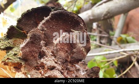 I funghi ottengono DISGUSTOSI SENSO prima che germogliano altri funghi. Interessato a crescere funghi. La Fungicoltura è la coltivazione di funghi e altri funghi Foto Stock