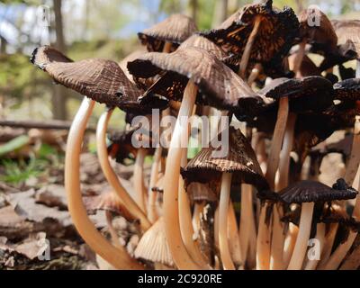 I funghi ottengono DISGUSTOSI SENSO prima che germogliano altri funghi. Interessato a crescere funghi. La Fungicoltura è la coltivazione di funghi e altri funghi Foto Stock