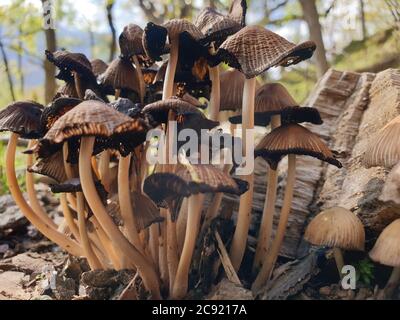 I funghi ottengono DISGUSTOSI SENSO prima che germogliano altri funghi. Interessato a crescere funghi. La Fungicoltura è la coltivazione di funghi e altri funghi Foto Stock