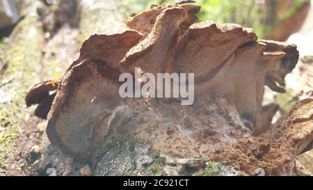 I funghi ottengono DISGUSTOSI SENSO prima che germogliano altri funghi. Interessato a crescere funghi. La Fungicoltura è la coltivazione di funghi e altri funghi Foto Stock