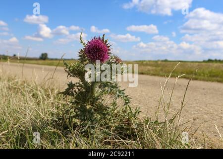 Cespuglio fiorito del Thistle sul lato della strada Foto Stock