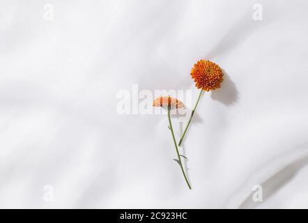 Vista dall'alto dello sfondo in tessuto voile con due fiori arancioni e spazio per il testo Foto Stock