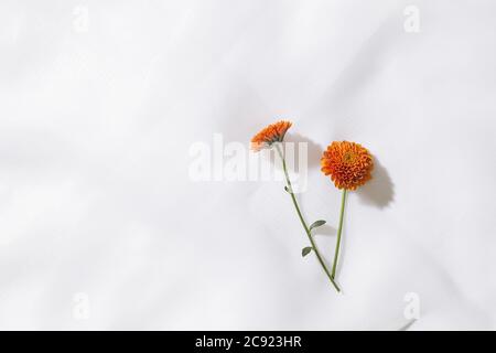 Vista dall'alto dello sfondo in tessuto voile con due fiori arancioni e spazio per il testo Foto Stock