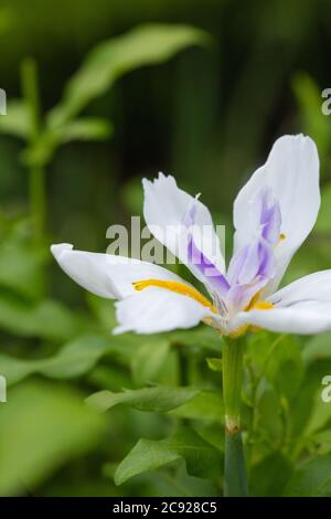 Iride africana bianca Foto Stock