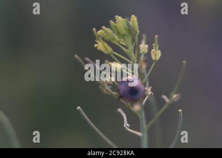 Un macro-shot di un coleottero rosso visto a giugno Foto Stock