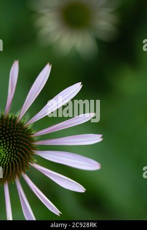 Purple Coneflower Foto Stock