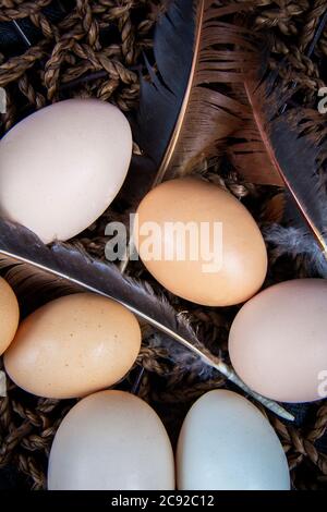 Immagine ravvicinata di diverse uova native con diversi colori di conchiglia l'uno accanto all'altro in un cestino con piume di uccelli. Foto Stock