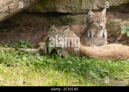 The Canada lynx, North American Wild Cat.Scene da ZOO. Foto Stock