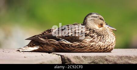 Anatra mallard femminile riposante e dormendo freddo e tranquillo in piena luce del sole sulla cima di un muro di pietra prima di uno sfondo verde naturale Foto Stock