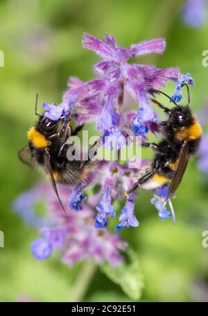 Api bumble che raccolgono polline da fiori di menta, Chipping, Preston, Lancashire. Foto Stock