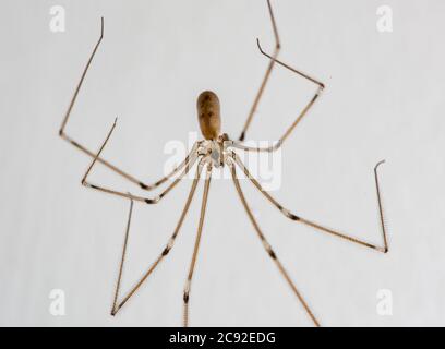 Un primo piano di un ragno Daddy-long-leg, Chipping, Preston, Lancashire, UK Foto Stock
