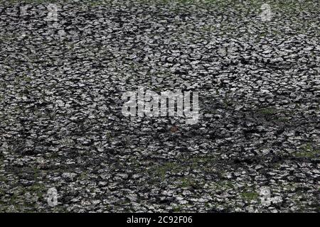 Terreno incrinato alla base di un laghetto di essiccazione durante la stagione secca a Sumba Est, Nusa Tenggara Est, Indonesia. Foto Stock