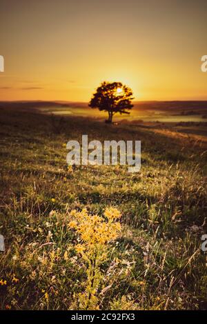 Piccoli fiori gialli selvatici a sud in West Sussex, Inghilterra al tramonto in estate con il sole dietro un piccolo albero silhouette. Foto Stock