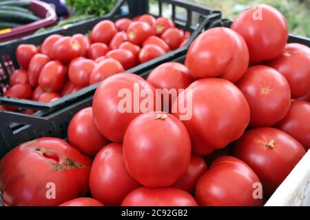 Pomodori biologici freschi sul mercato agricolo. Pomodori modello. Foto Stock