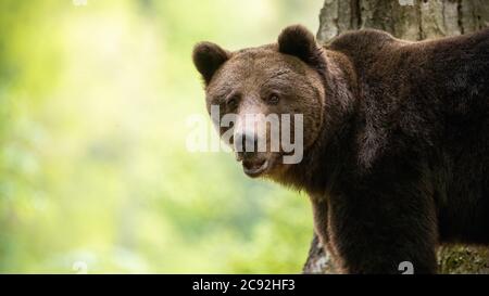 Allerta orso bruno guardando alla macchina fotografica nella foresta. Foto Stock