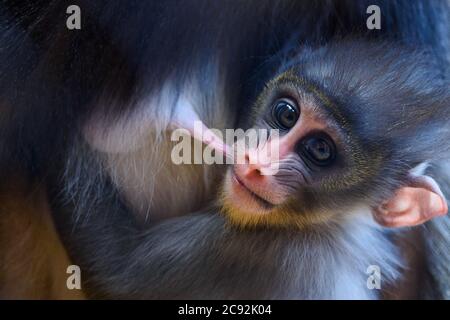 Magdeburgo, Germania. 28 luglio 2020. Un cucciolo di Mandrill sta succhiando nel grembo della madre allo zoo di Magdeburg. La metà dell'estate è il momento ideale per osservare i giovani animali allo zoo. Da un lato, gli animali nati in primavera sono ora vivaci e curiosi circa il loro ambiente, dall'altro, gli animali madre si sono ora rilassati e non nascondono i loro giovani dai visitatori in particolare. Credit: dpa Picture Alliance/Alamy Live News Foto Stock