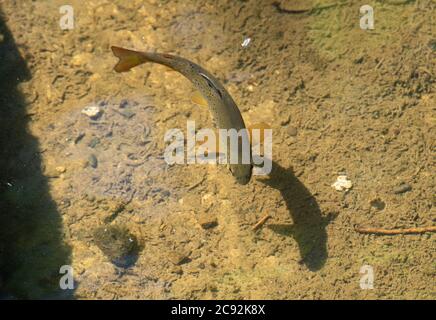 Una trota marrone in Chipping Brook, Chipping, Preston, Lancashire, Regno Unito Foto Stock