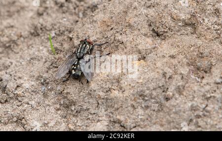 Fly carne comune, Chipping, Preston, Lancashire, Regno Unito Foto Stock