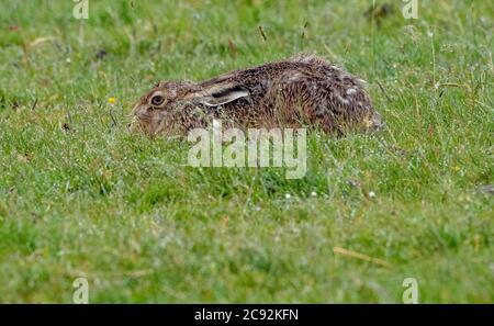 Lepre marrone europeo sotto la pioggia, Chipping, Preston, Lancashire, Regno Unito Foto Stock