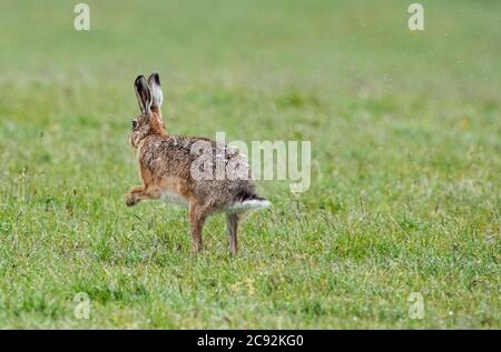 Lepre marrone europeo sotto la pioggia, Chipping, Preston, Lancashire, Regno Unito Foto Stock