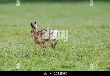 Lepre marrone europeo sotto la pioggia, Chipping, Preston, Lancashire, Regno Unito Foto Stock