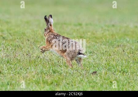 Lepre marrone europeo sotto la pioggia, Chipping, Preston, Lancashire, Regno Unito Foto Stock