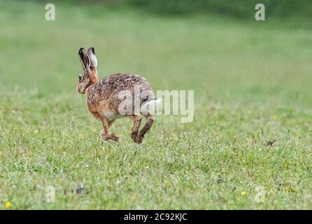 Lepre marrone europeo sotto la pioggia, Chipping, Preston, Lancashire, Regno Unito Foto Stock