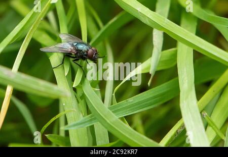 A Black Blow Fly, Chipping, Preston, Lancashire, Regno Unito Foto Stock