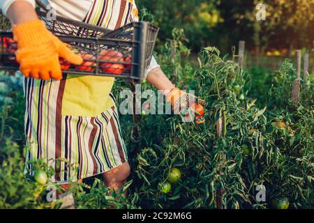 Donna contadina che raccoglie pomodori rossi in un'azienda agricola ecologica mettendoli in scatola. Raccolto di autunno di verdure. Giardinaggio Foto Stock