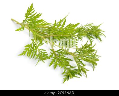 Ragweeds, Ambrosia. Altri nomi comuni includono bursage e burrobush. Isolato su sfondo bianco Foto Stock