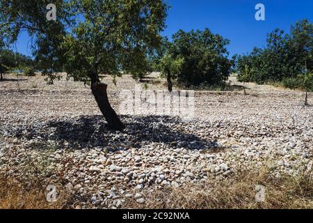 Piantagione di mandorle in un campo piovoso pieno di creste e rocce. Foto Stock