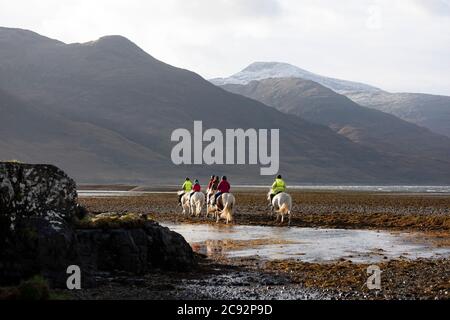 Pony trekking, Loch Na Keal, Killiechronan, l'Isola di Mull, Argyll e Bute, Scozia, Regno Unito. Foto Stock