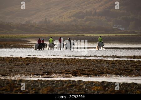 Pony trekking, Loch Na Keal, Killiechronan, l'Isola di Mull, Argyll e Bute, Scozia, Regno Unito. Foto Stock