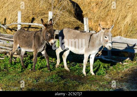 Due asini di fronte ad una recinzione e fieno nel Parco Nazionale di Chong Kemin, Kirghizistan, Asia Centrale. Asino nella scena rurale. Foto Stock