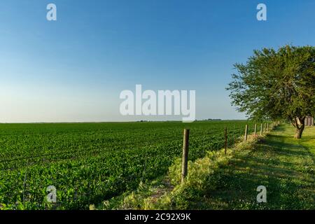 Cornfield al tramonto, Doniphan, Nebraska USA Foto Stock