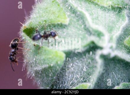 Pokrent, Germania. 23 luglio 2020. Due formiche corrono sul bocciolo di fiori di un hollyhock e cercano cibo. Credit: Jens Büttner/dpa-Zentralbild/ZB/dpa/Alamy Live News Foto Stock