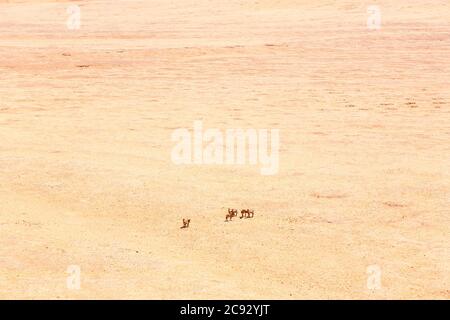 Vista aerea di una piccola mandria di zebra lontana che si trova nel caldo e arido deserto di Nabib vicino alla Skeleton Coast in Namibia, Africa sudoccidentale Foto Stock