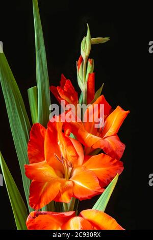 Il gladiolo Rosso con foglio verde su sfondo nero. Il bel bouquet in primavera. Kpasota in natura Foto Stock