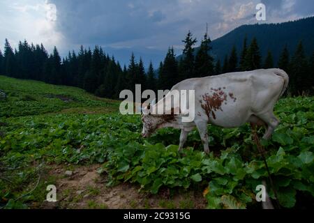 la mucca pazza in alto sulle montagne dei carpazi Foto Stock